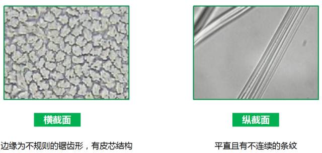 棉、麻、天丝、人棉的区别（天丝棉和棉麻哪个好）