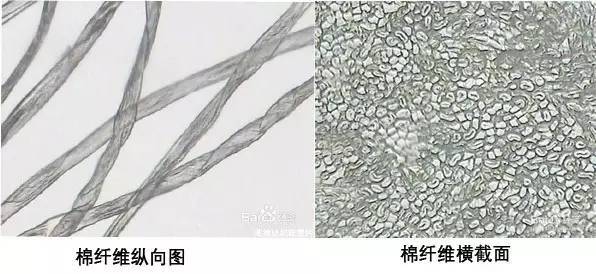 棉、麻、天丝、人棉的区别（天丝棉和棉麻哪个好）
