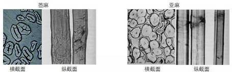 棉、麻、天丝、人棉的区别（天丝棉和棉麻哪个好）
