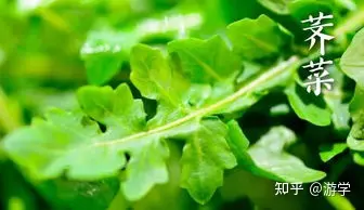 七种养肝蔬菜，春、夏季吃最养肝（硬化的肝怎么软化回来）