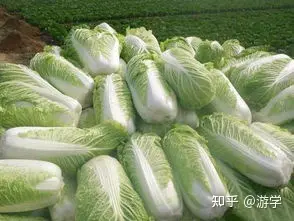 七种养肝蔬菜，春、夏季吃最养肝（硬化的肝怎么软化回来）