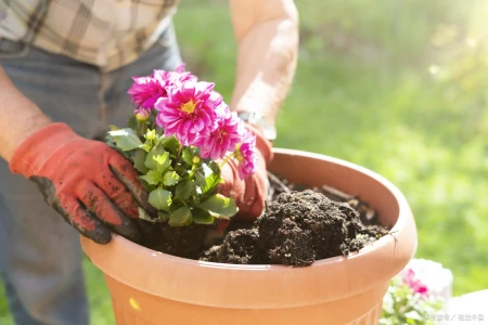 盆栽怎么翻土的？-盆景翻土