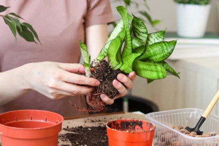 盆栽怎么翻土的？-盆景翻土