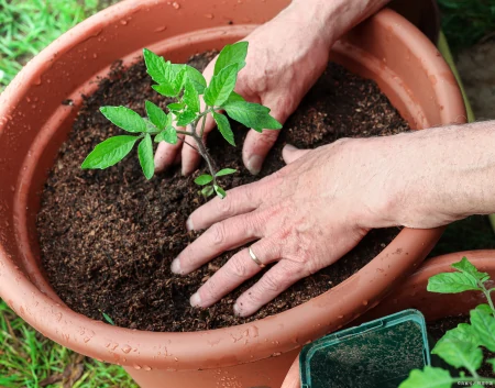 盆栽怎么翻土的？-盆景翻土