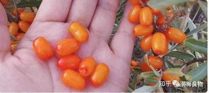 深圳家有良物——沙棘原浆   大自然的馈赠-沙棘原浆