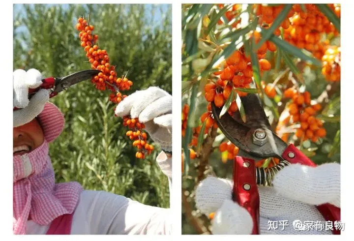 深圳家有良物——沙棘原浆   大自然的馈赠-沙棘原浆