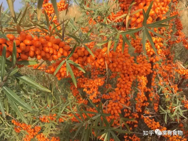 深圳家有良物——沙棘原浆   大自然的馈赠-沙棘原浆