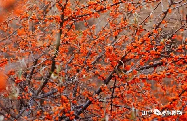 深圳家有良物——沙棘原浆   大自然的馈赠-沙棘原浆