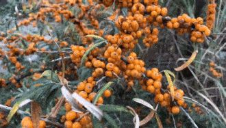 深圳家有良物——沙棘原浆   大自然的馈赠-沙棘原浆