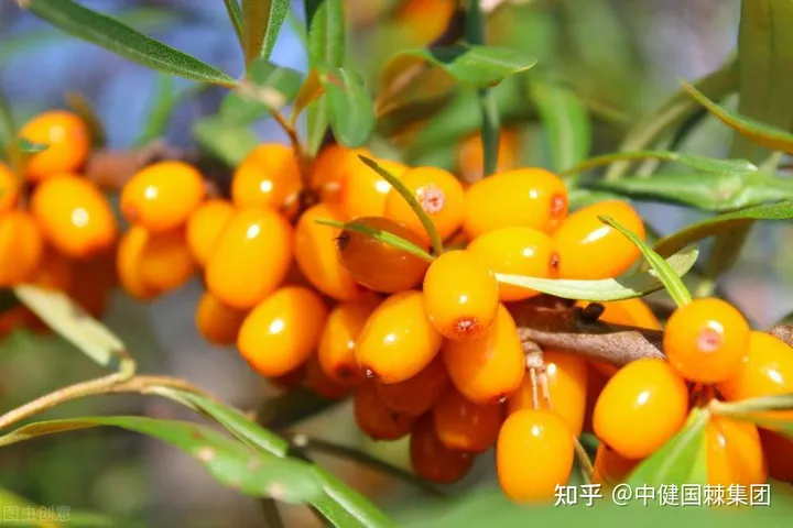 大国品牌|拼免疫力的时代到了，你还不知道阿尔靳山沙棘原浆吗？-俄罗斯沙棘油的功效与作用及食用方法