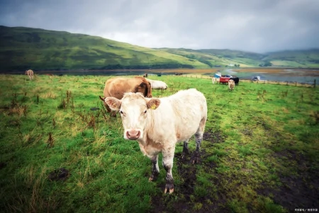 牛肺疫的诊断与防治-牛肺疫的症状及治疗措施