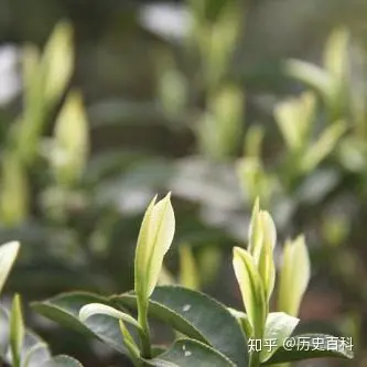 绿茶白化茶之珍稀白茶-白茶绿是什么颜色