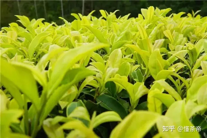 这些茶界中的“变态”，您都喝过几种？-茶界中国第九集