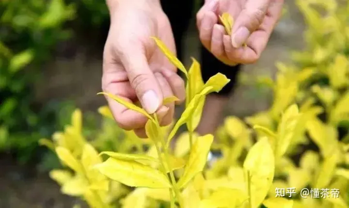 这些茶界中的“变态”，您都喝过几种？-茶界中国第九集