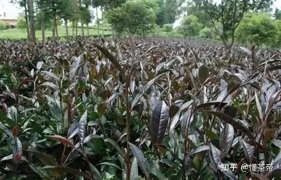 这些茶界中的“变态”，您都喝过几种？-茶界中国第九集