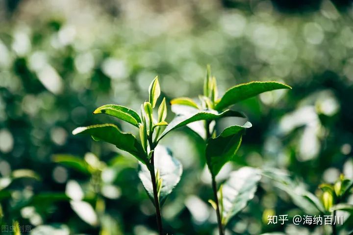 福鼎白茶与安吉白茶：所属茶系、感官特征、产地、品种、都不同-福鼎白茶与安吉白茶区别