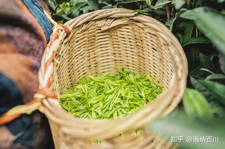 福鼎白茶与安吉白茶：所属茶系、感官特征、产地、品种、都不同-福鼎白茶与安吉白茶区别