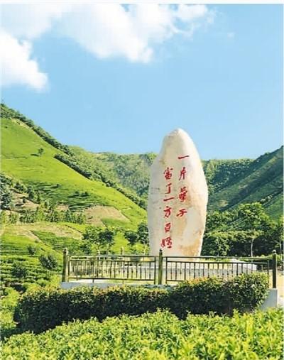 安吉白茶不姓“白”-安吉白茶全称