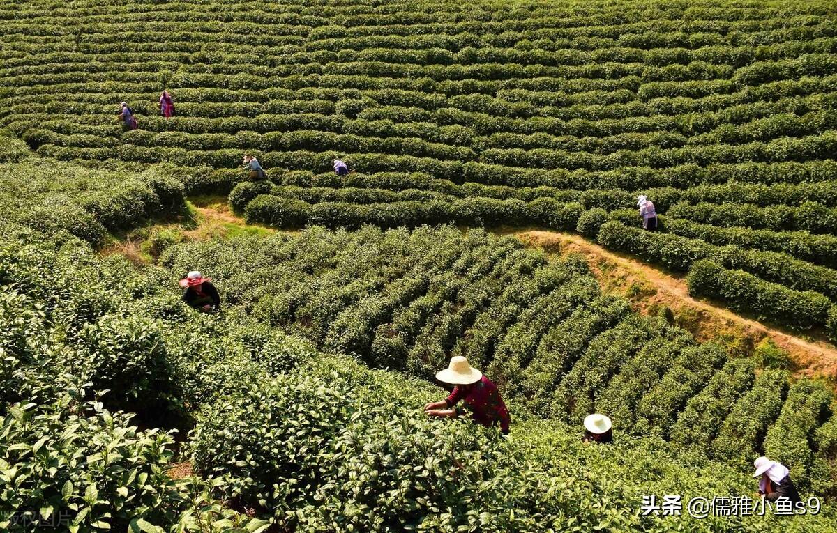 同为白茶，安吉白茶与福鼎白茶，区别在哪？-安吉白茶好喝还是福鼎白茶好喝