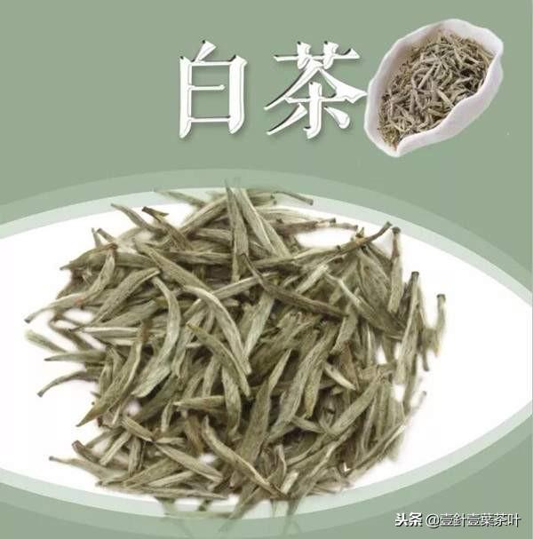 福鼎白茶与安吉白茶的区别-福鼎白茶和安吉白茶有什么区别,哪个正宗