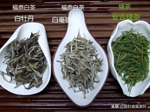 福鼎白茶与安吉白茶的区别-福鼎白茶和安吉白茶有什么区别,哪个正宗