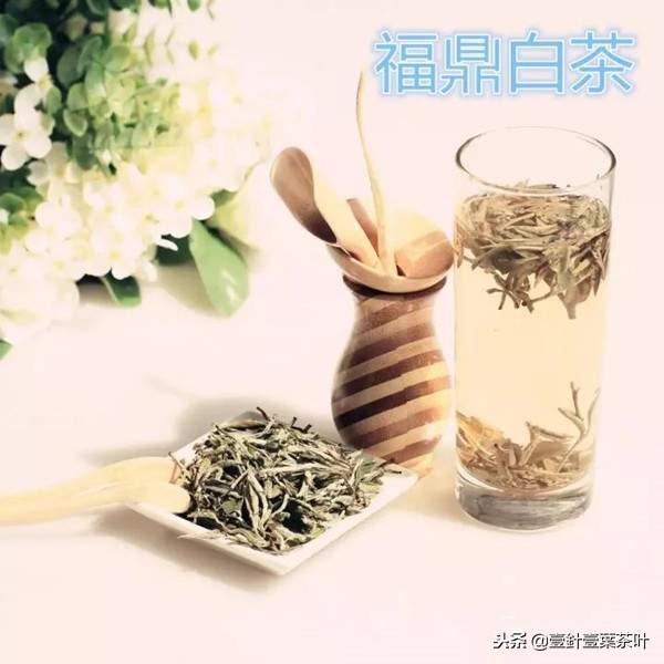 福鼎白茶与安吉白茶的区别-福鼎白茶和安吉白茶有什么区别,哪个正宗
