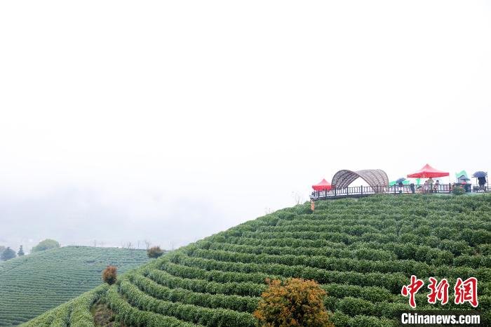 浙江安吉白茶正式开采 再续一片叶子新故事-2021年浙江安吉白茶开采时间