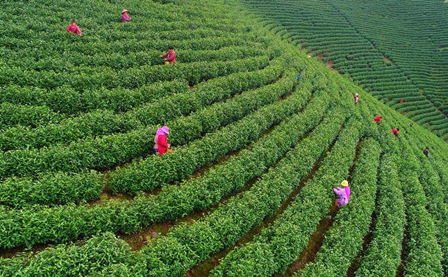 “云上”问茶！安吉白茶发展有“数”-安吉白茶出自