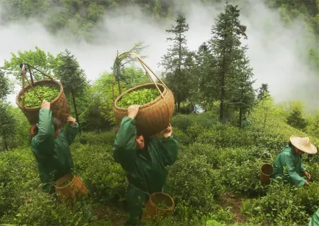 安吉白茶入选联合国教科文组织人类非物质文化遗产代表作名录-安吉白茶的传说