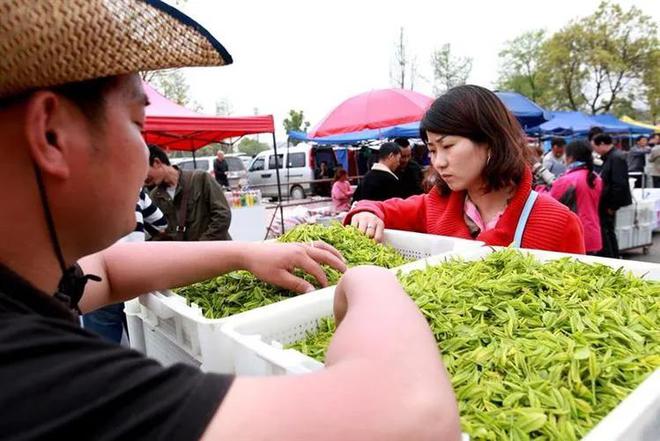 中国茶展上很少见到安吉白茶的影子【中国茶旅专业行】寻踪本土茶-安吉白茶介绍词100字