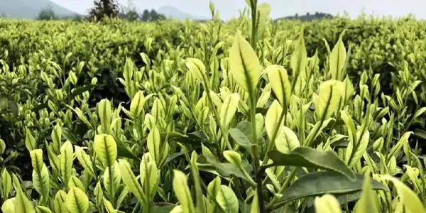 中国茶展上很少见到安吉白茶的影子【中国茶旅专业行】寻踪本土茶-安吉白茶介绍词100字