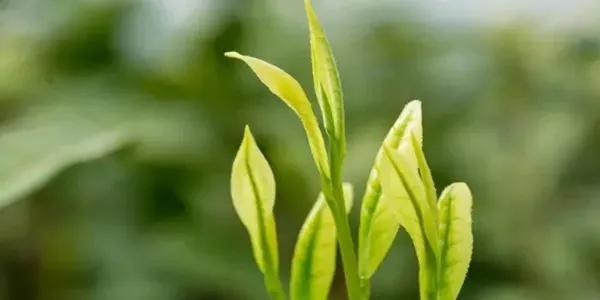 中国茶展上很少见到安吉白茶的影子【中国茶旅专业行】寻踪本土茶-安吉白茶介绍词100字