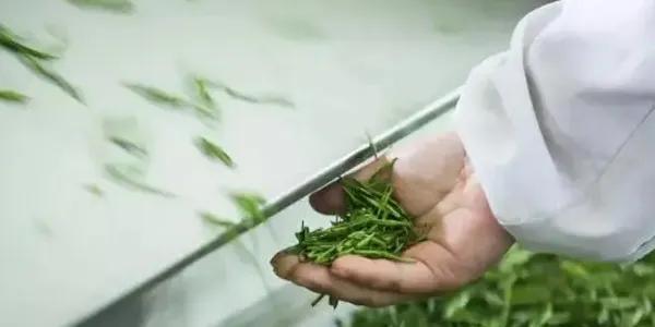 中国茶展上很少见到安吉白茶的影子【中国茶旅专业行】寻踪本土茶-安吉白茶介绍词100字