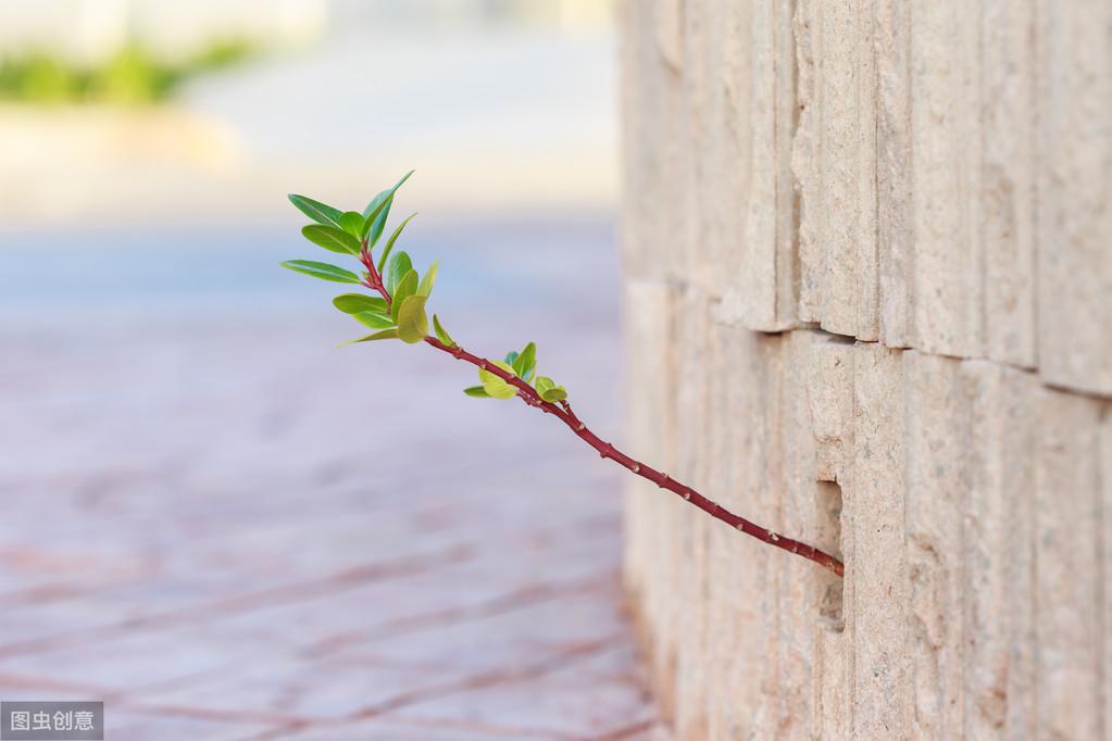 部编版五年级下册语文第18课解析（部编版五下语文日积月累专项）