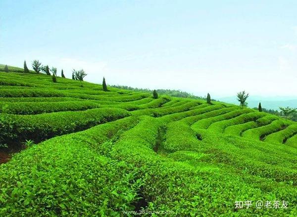 国产茶叶排行榜前十名（目前国内比较好的茶叶品牌）