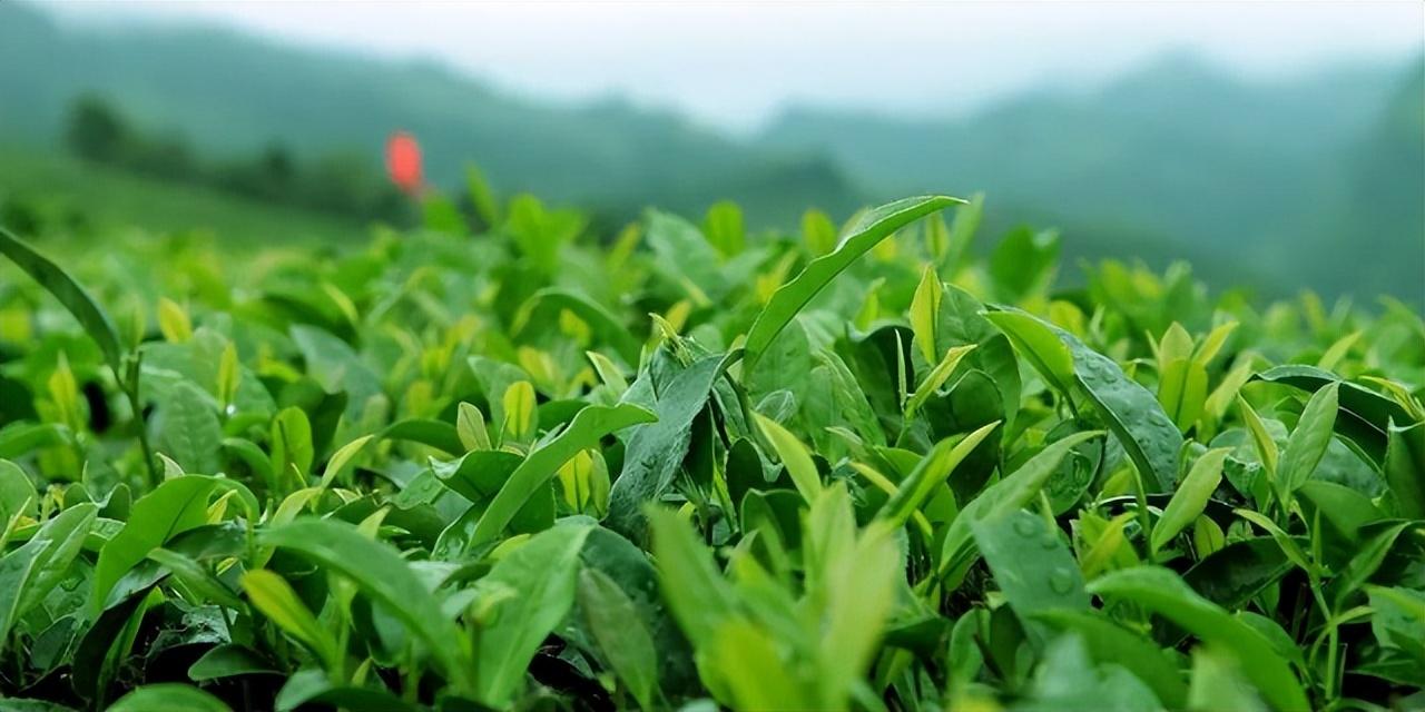 最该曝光的5种茶叶排行榜，提醒：有钱没钱，这种茶叶白送也不喝（茶叶中排名）