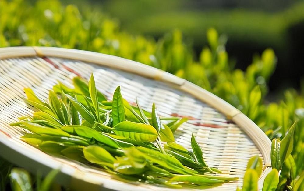 最该曝光的5种茶叶排行榜，提醒：有钱没钱，这种茶叶白送也不喝（茶叶中排名）