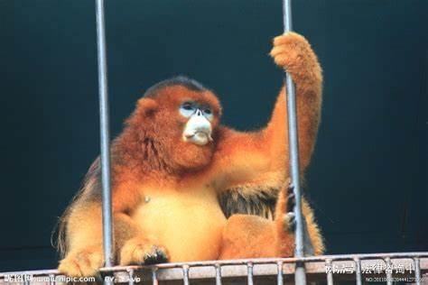 刑事拘留逮捕什么时候请律师介入最合适-刑事拘留后律师在哪个阶段可以介入