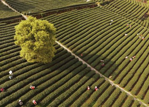 日媒：全球茶叶市场持续扩大 中国茶企排名位居第四（2019年全球茶叶产销概况）