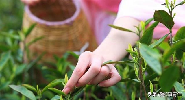 中国十大名茶排行榜：西湖龙井实至名归，四川仅蒙顶甘露一次入围（中国十大名茶2020）