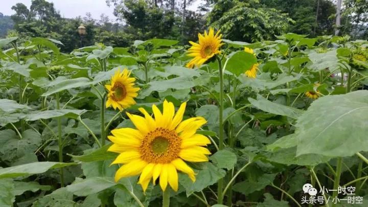 随感而发：15岁女孩因补课与父亲争执，拿刀弑父，你如何看？