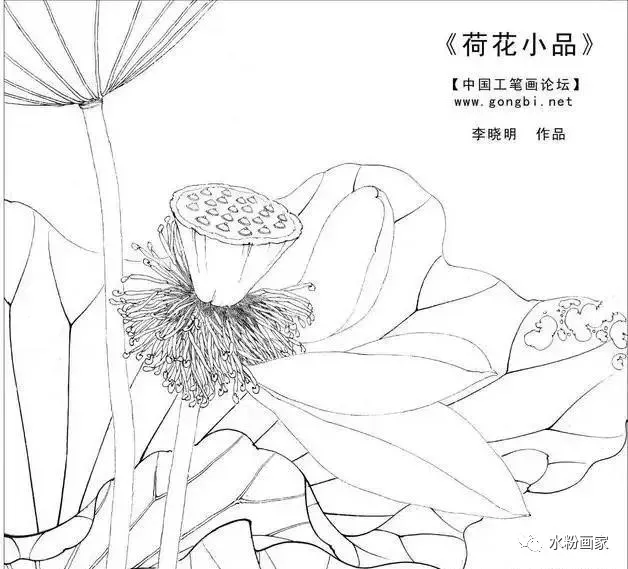 【工笔画】 荷花的步骤图（工笔画荷花步骤图解）