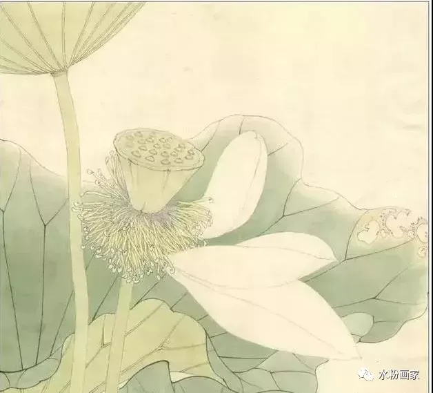 【工笔画】 荷花的步骤图（工笔画荷花步骤图解）