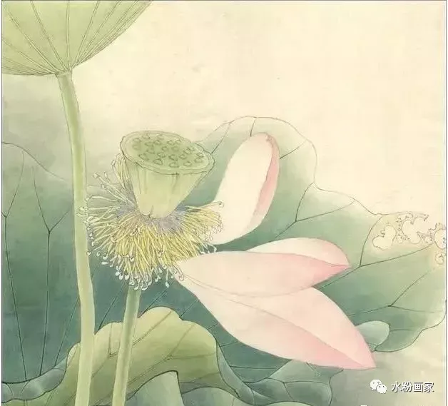 【工笔画】 荷花的步骤图（工笔画荷花步骤图解）