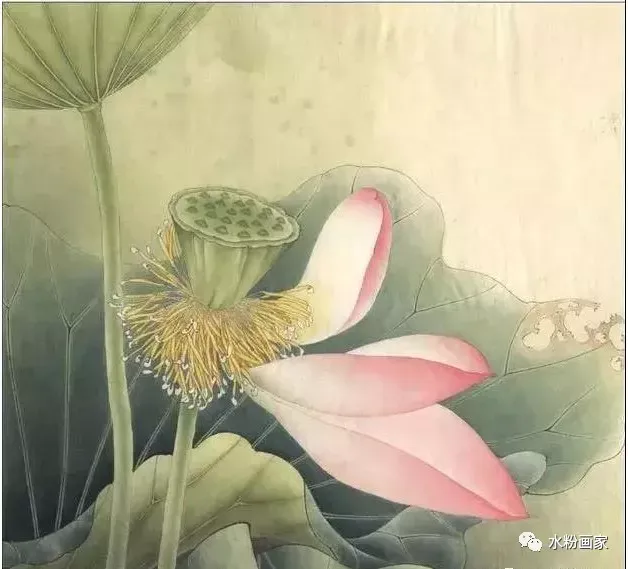 【工笔画】 荷花的步骤图（工笔画荷花步骤图解）