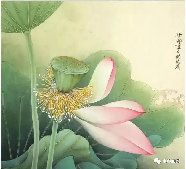 【工笔画】 荷花的步骤图（工笔画荷花步骤图解）