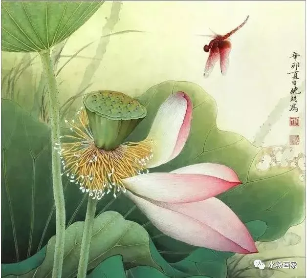 【工笔画】 荷花的步骤图（工笔画荷花步骤图解）