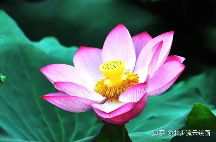 简单易学的荷花简笔画，让孩子轻松掌握绘画技巧，培养绘画兴趣（荷花简笔画 简单 手绘）