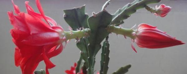 刚倒栽的令箭荷花要浇水吗？（令箭荷花倒插还是正插）