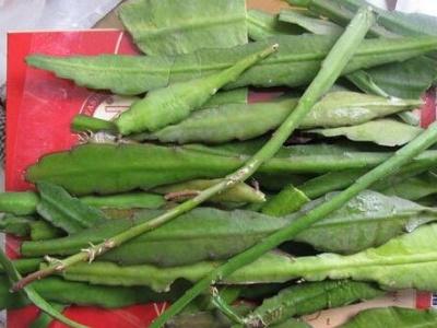 刚倒栽的令箭荷花要浇水吗？（令箭荷花倒插还是正插）